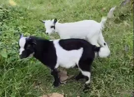 sepasang kambing mini pygmi 3-4 bulanan original FB Full Blood exotik