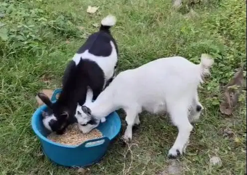 sepasang kambing mini pygmi 3-4 bulanan original FB Full Blood exotik