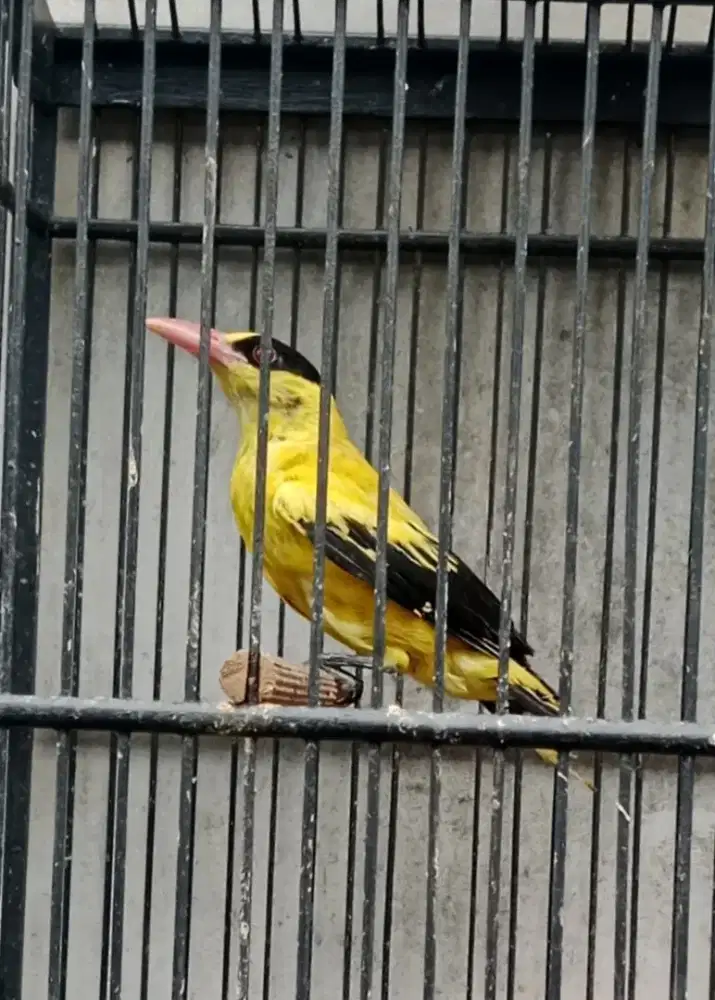 Burung kepodang vortot harian bunyi