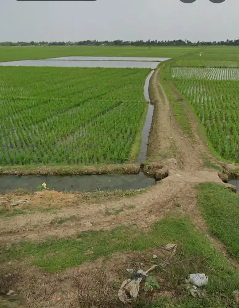 Jual tanah sawah