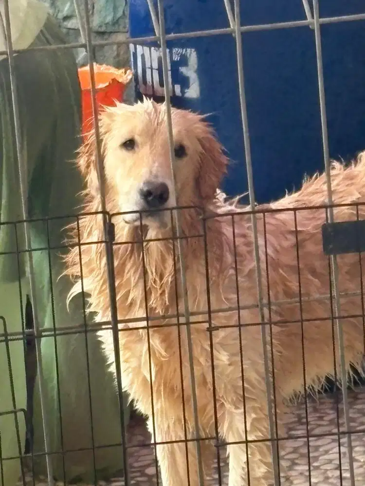 Jasa pacak Golden Retriever