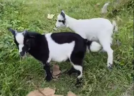 sepasang kambing mini pygmi TB 30cm 3-4 bulan FB Full Blood original