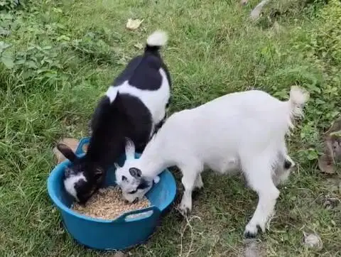 sepasang kambing mini pygmi 3-4 bulanan TB 30cm FB Full Blood original