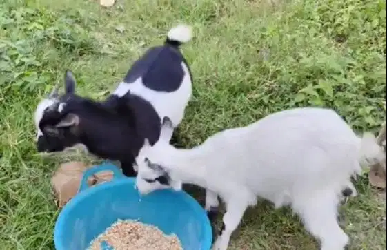 sepasang kambing mini pygmi 3-4 bulanan TB 30cm FB Full Blood original