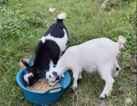 sepasang kambing mini pygmi 3-4 bulanan FB Full Blood original exotik