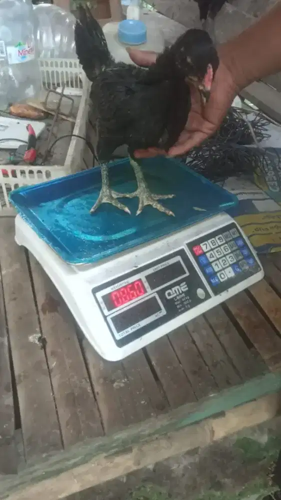 Ayam kampung cocok buat tabungan lebaran