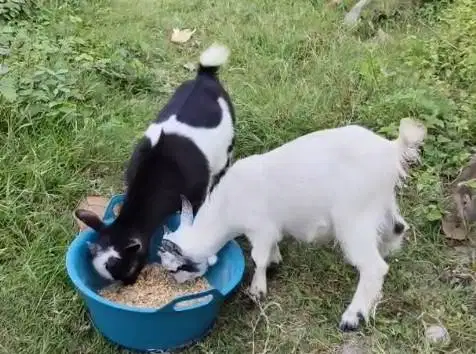 sepasang kambing pygmi mini 3-4 bulanan TB 30cm exotik FB Full Blood