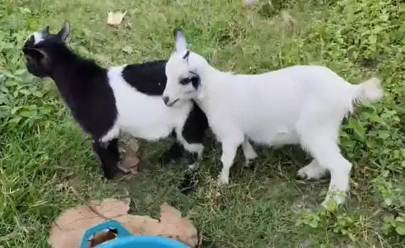 sepasang kambing pygmi mini 3-4 bulanan TB 30cm exotik FB Full Blood