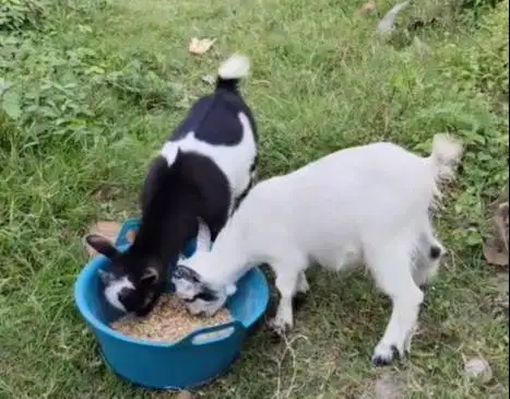 sepasang kambing mini pygmi 3-4 bulanan FB Full Blood exotik original