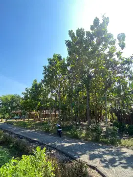 Luas tanah: 992 m