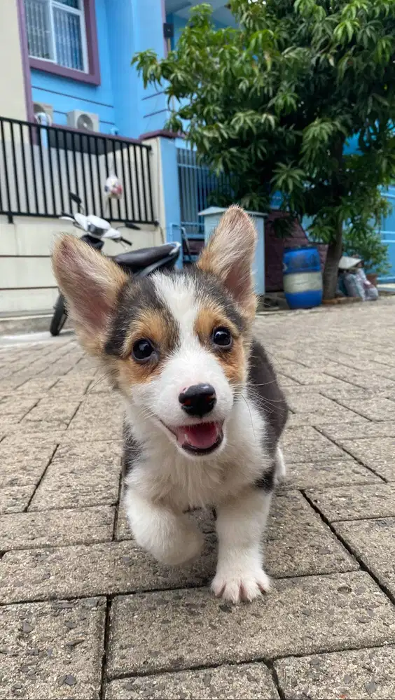 Dijual anak anjing corgy corgi puppy jantan male vaksin murah 3color