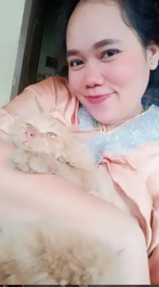 kucing anggora bulu lebat
