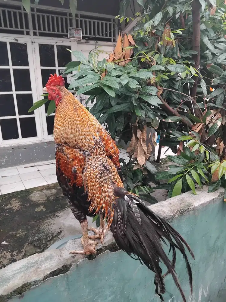 Ayam bangkok mangon