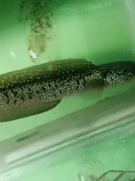 Dijual ikan chana