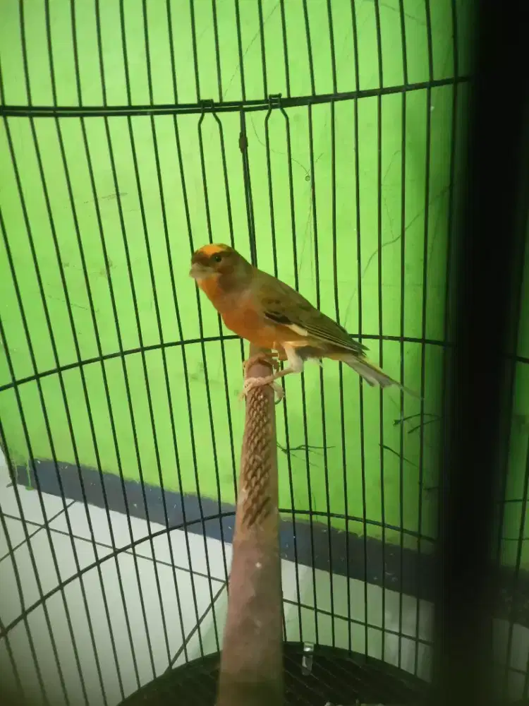Burung kenari gacor