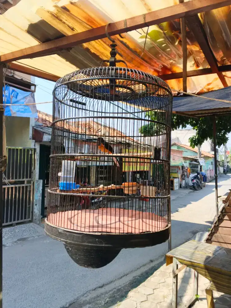 Burung Murai + Kandang