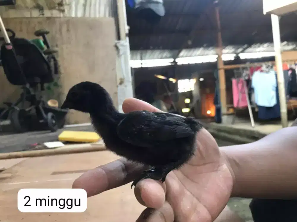 Ayam cemani murah meriah