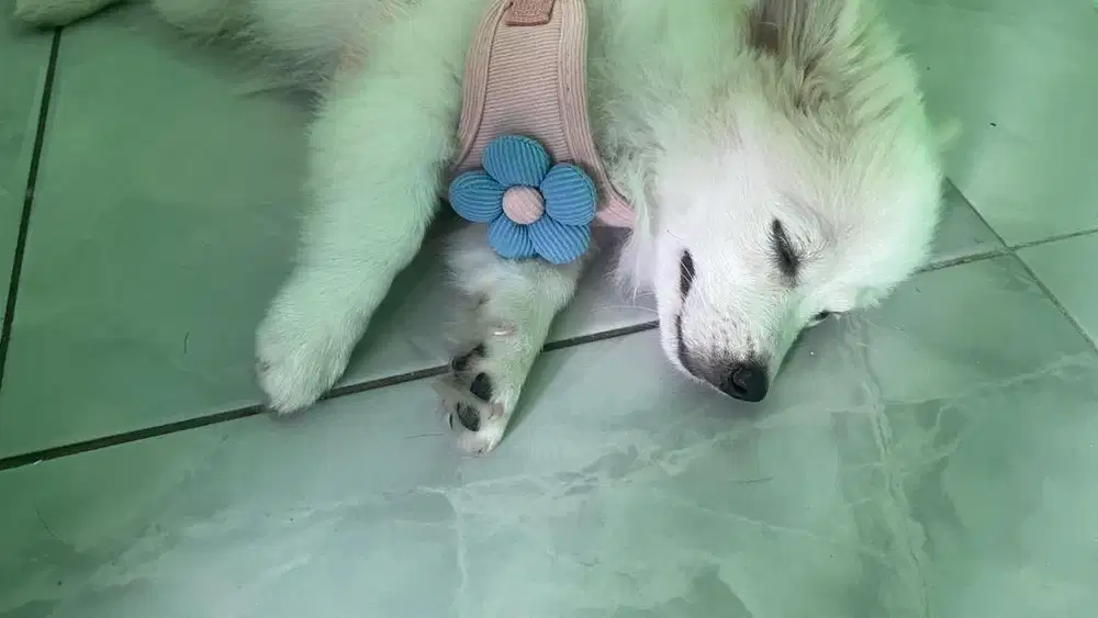 Puppy Pom White Anak Anjing Pomeranian Putih 3 Bulan Lucu Pinter