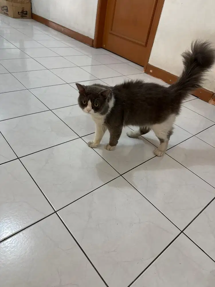 Kucing jantan BSH