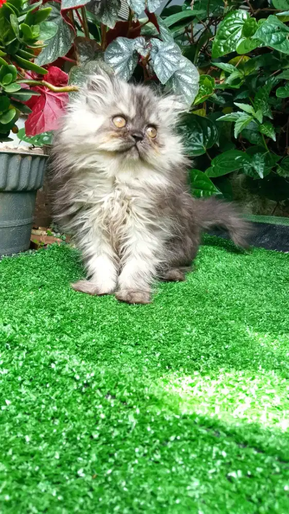 Kitten persia betina