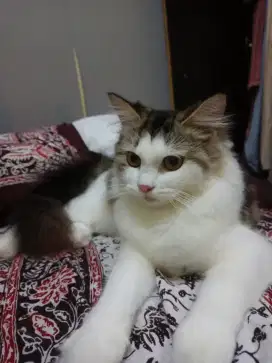Persia flatnose longhair betina