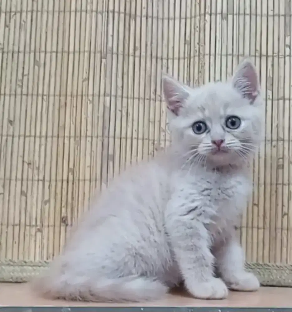 Bsh lilac jantan