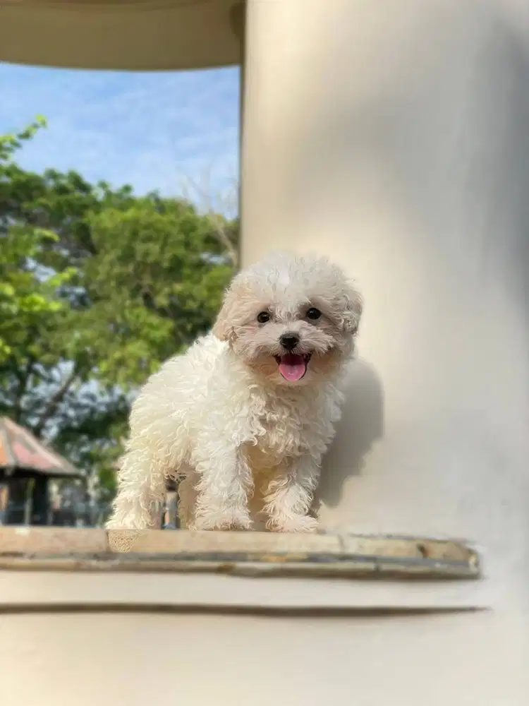 Light Fawn Toy Poodle Jantan + Stambum + Vaksin