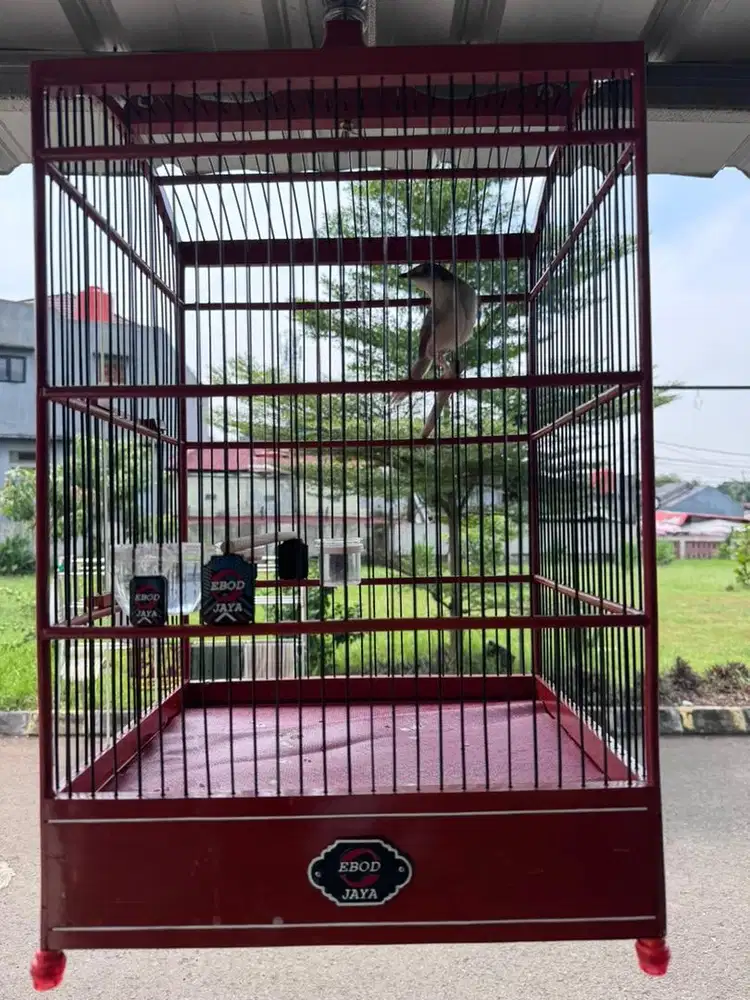 sangkar burung ebod baru