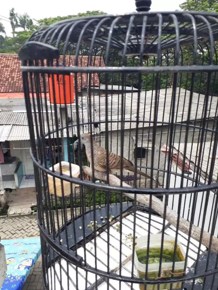 Perkutut lokal alam