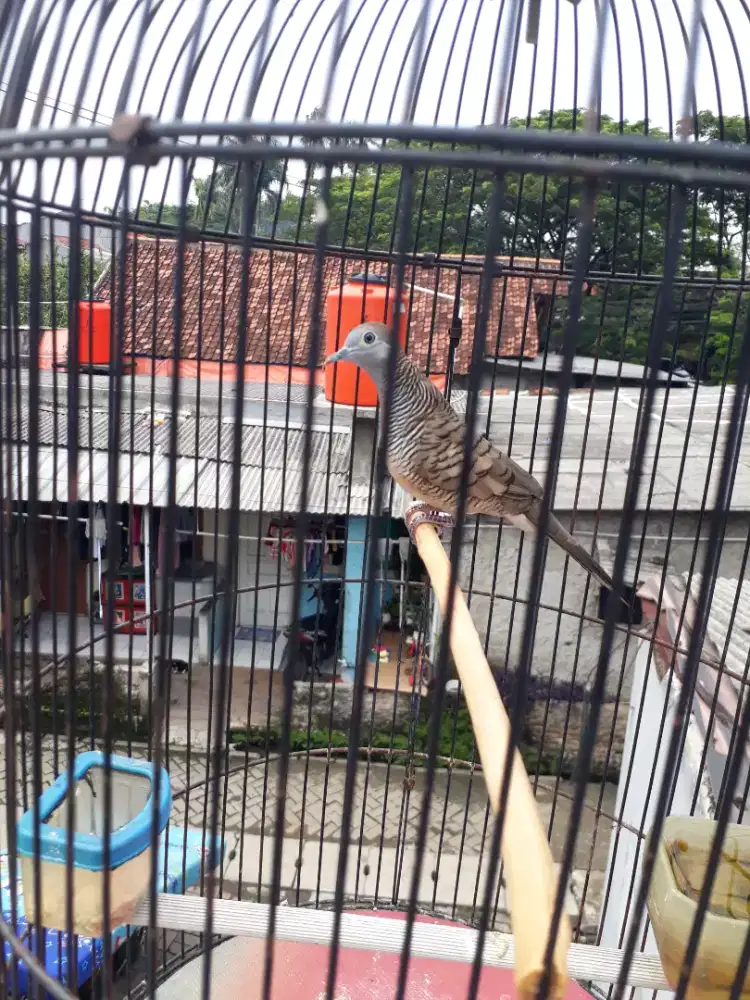 Burung perkutut lokal alam