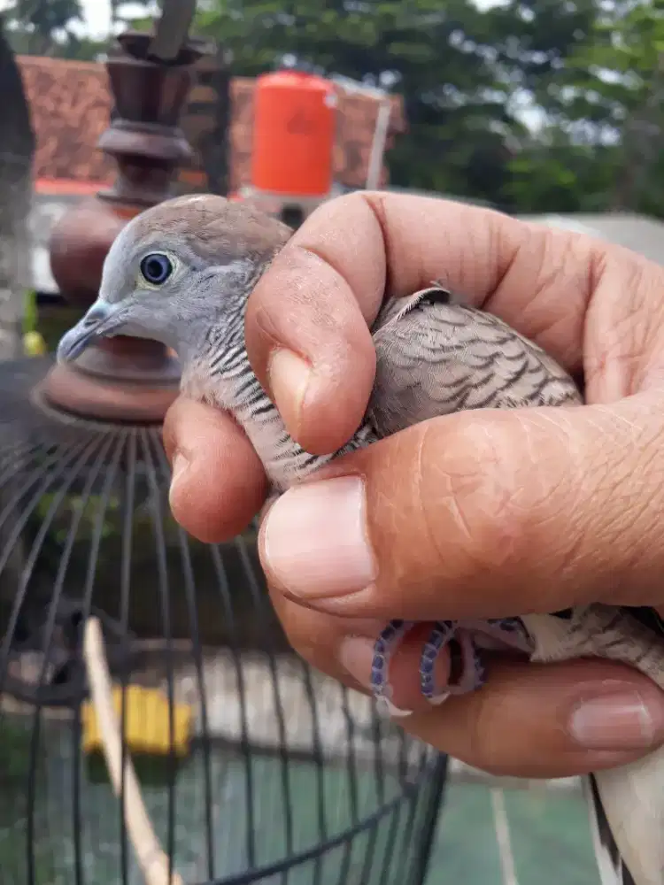 Burung perkutut lokal