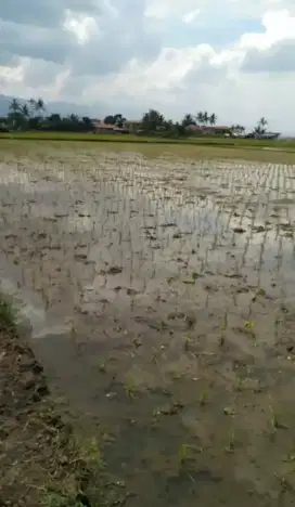 DiJual sawah produktif di kabupaten bandung