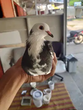 Merpati blantong cewean serba on
