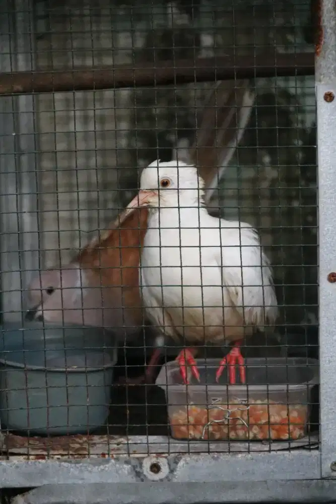 Burung puter blorok, albino