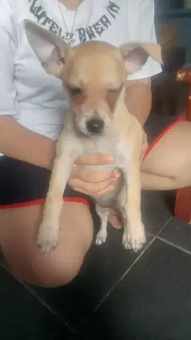 Open adoo Dogi  ciwawah mix  sepasang +anak 1 ngikut