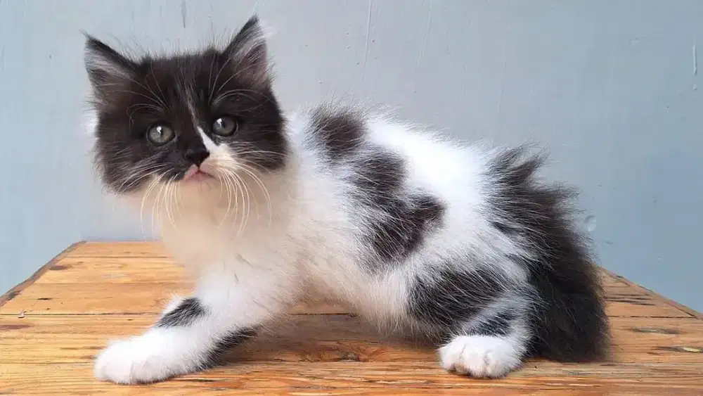 KUCING PERSIA MEIDUM JANTAN 2 BULAN GEMOY