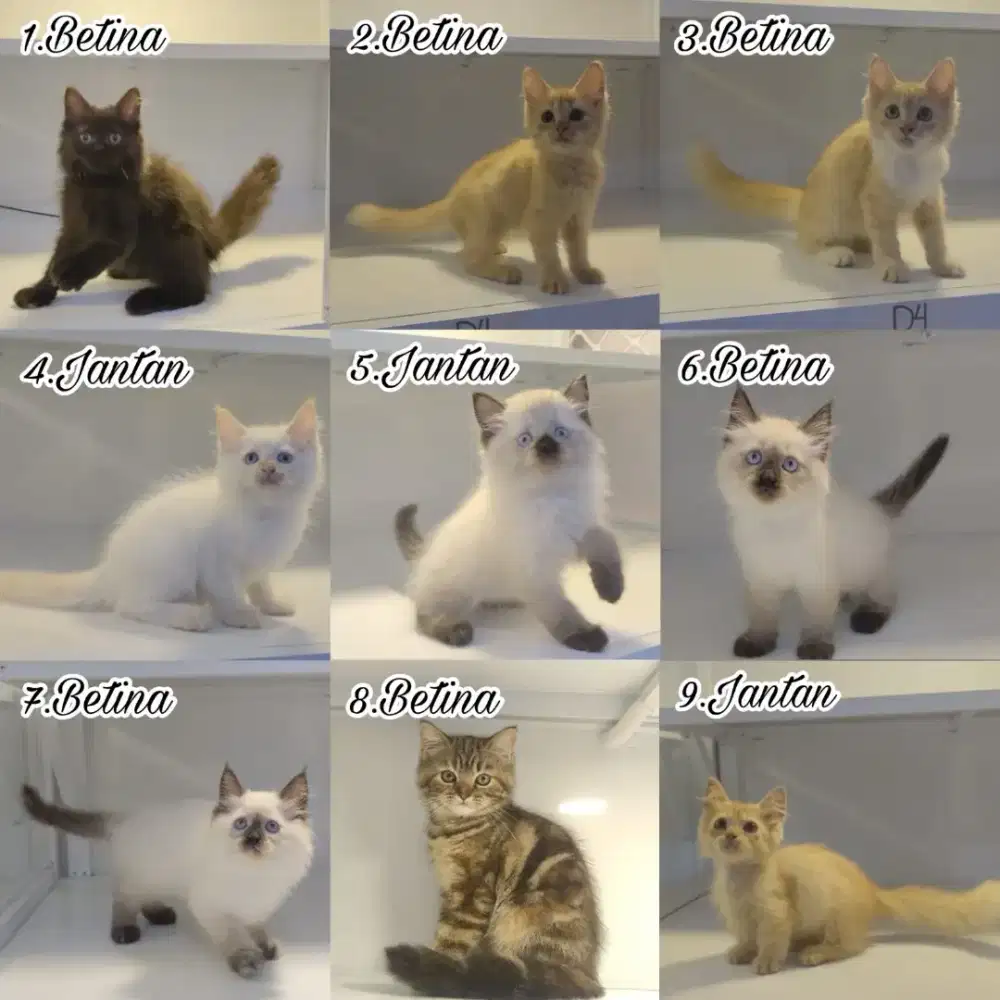 kucing kitten anakan persia anggora ragdoll himalaya mainecoon