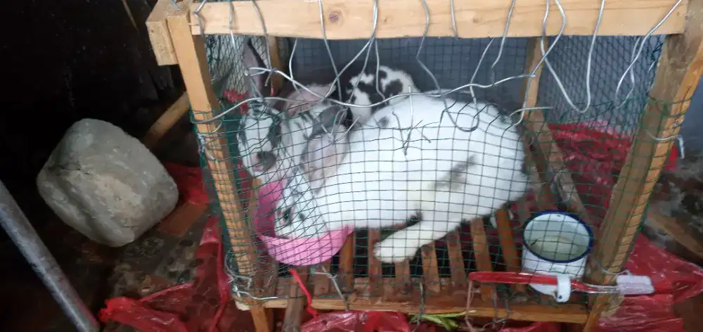 Jual kelinci lucu