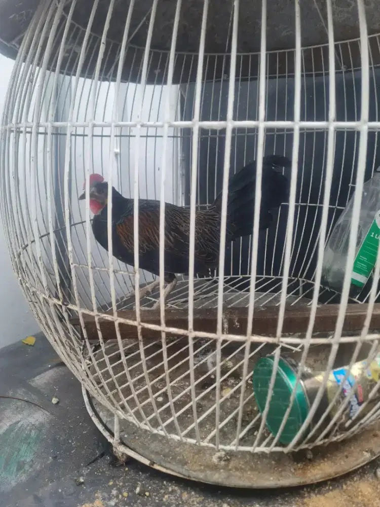 Ayam hutan hijau rawat dari doc