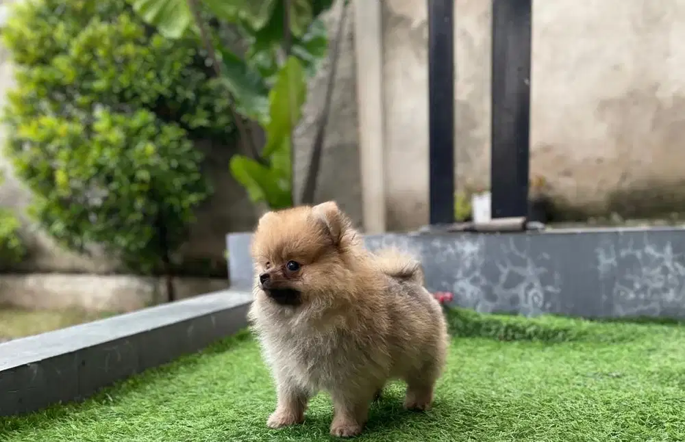For Sale Minipom Puppies