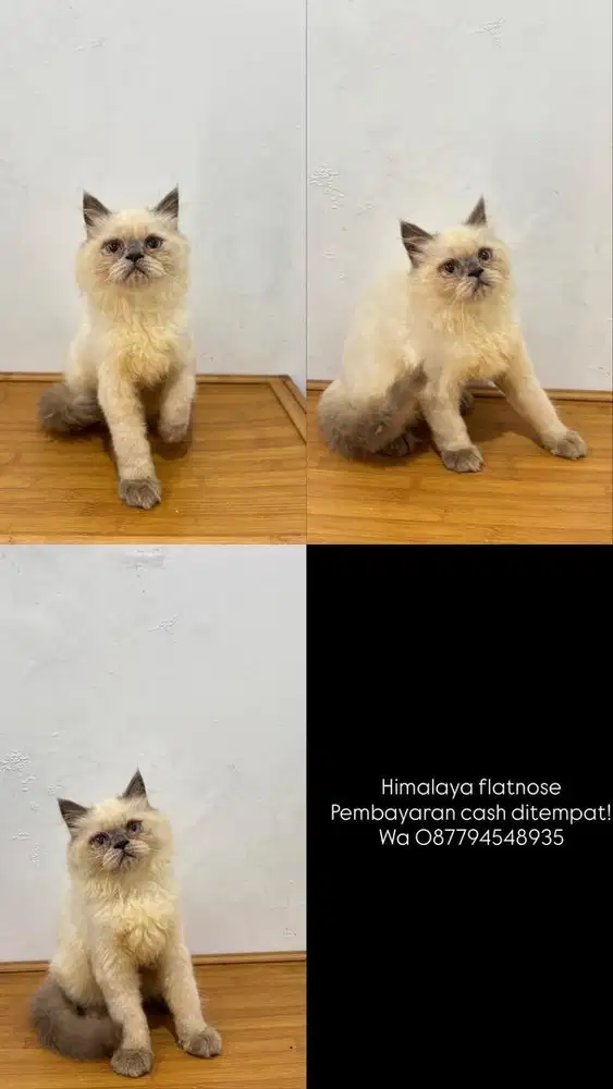 Himalaya flatnose