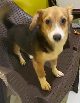 Dijual anak anjing Corgi Betina campuran