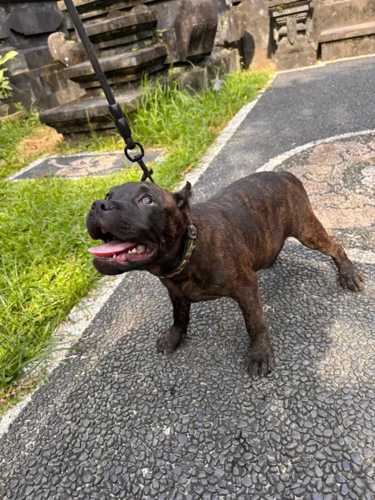 Anjing American bully