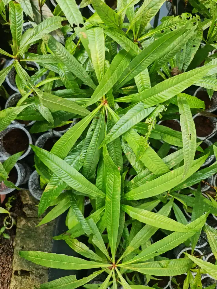 Tanaman Barringtonia
