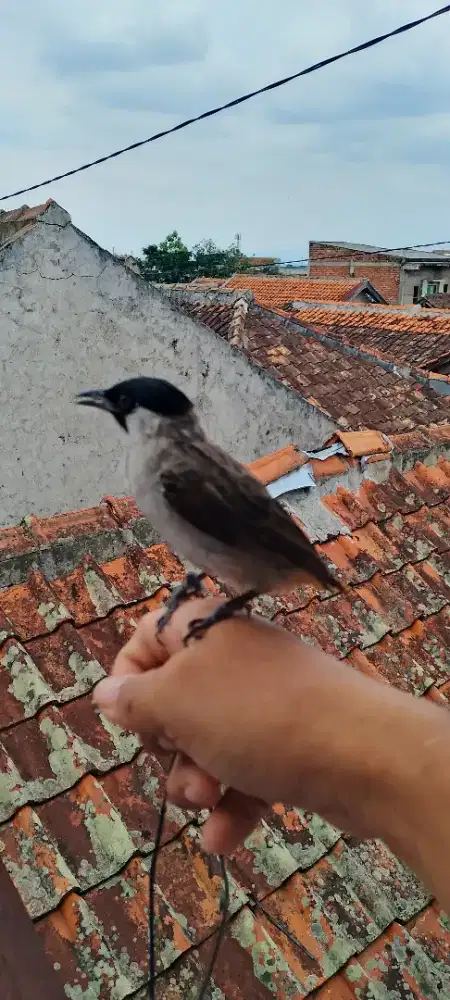Kutilang semi jinak