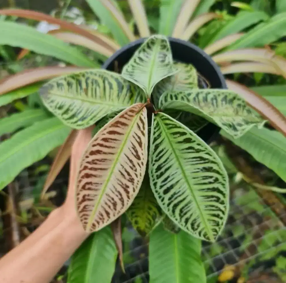 Labisia pink lady