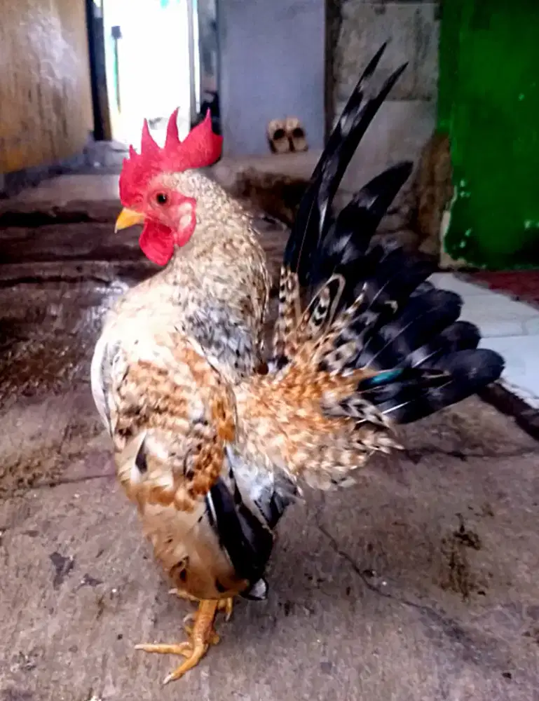 Ayam Serama jali asli.warna unik langka.