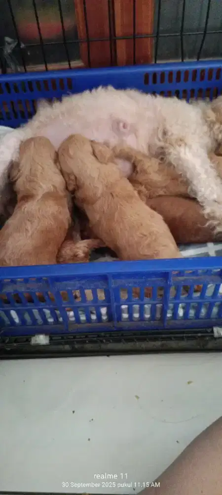 Red Poodle jantan/betina