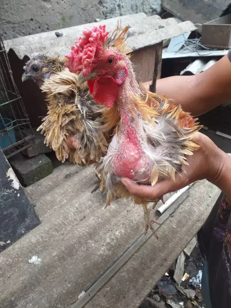 Ayam kate walik
