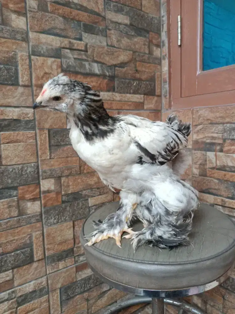 Anaknayam Brahma 3_4bulan